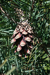 Image showing Pine Cone Closeup Among Green Needles On A Sunny Day