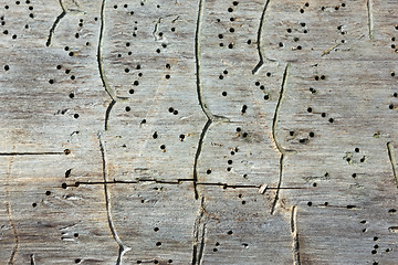 Image showing Traces of Bark Beetles On An Old Tree Trunk