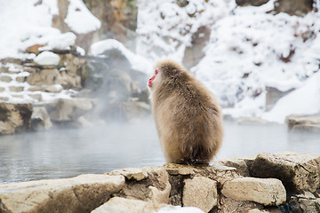 Image showing japanese macaque or snow monkey at hot spring