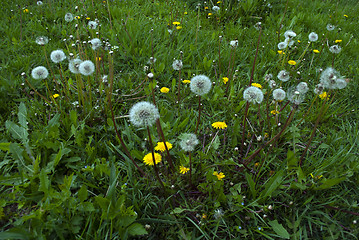 Image showing dandelions and green grass