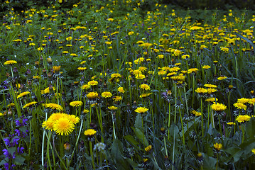 Image showing yellow dandelions and green grass