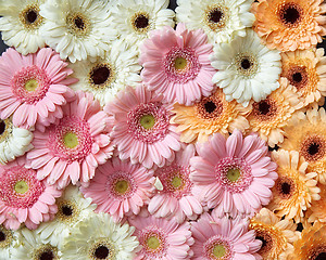 Image showing Beautiful floral background of different flowers gerberas. Spring concept