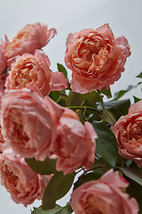 Image showing Close-up of buds of pink roses on a gray background. Greeting card