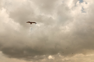 Image showing Fly bird under low storm clouds with the sunlight