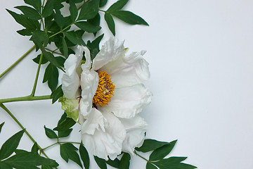 Image showing Beautiful white peonies isolated on white background with green leaves