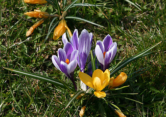 Image showing Springtime