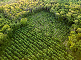 Image showing Aerial view from the drone, a bird\'s eye view to the forest with green plantings of various ages and heights.