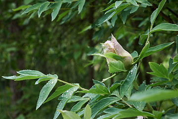 Image showing Drops of dew on a bud of a gently pink flower peony on a flowering bush with green leaves, shot close-up in a botanical garden