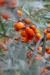 Image showing Orange organic sea-buckthorn berries on a tree in the garden