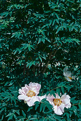 Image showing green bush with pink peonies in the garden