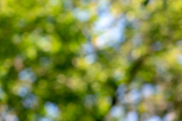 Image showing Natural blurred background of the leaves of trees and the blue s