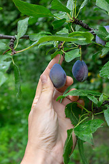 Image showing A man\'s hand picking ripe juicy plums from a tree in the garden