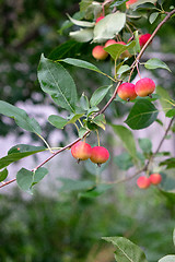 Image showing Paradise apples on a branch with green leaves in the farm garden. Harvest time