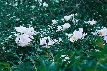 Image showing Spring garden with blooming white peonies. Natural background