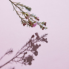 Image showing Spring composition, a branch of pink flowers on a pink backgroun