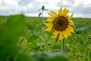 Image showing Close-up of a single yellow sunflower in a rural field. Natural background