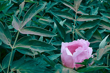 Image showing A pink peony flower blooming on a bush, shot close-up against a background of green foliage in the summer in a botanical garden.