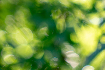 Image showing Green background. Blurred with the effect of bokeh spring foliage.Natural layout