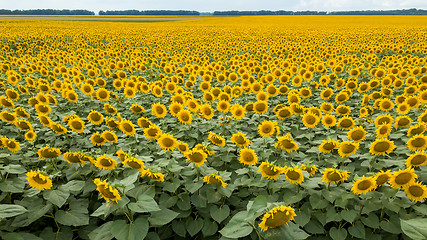 Image showing Summer natural landscape with a flowering field of yellow sunflowers against the background of a cloudy sky.