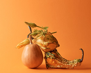 Image showing composition of decorative pumpkins