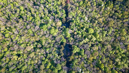 Image showing view of the forest and green trees with a road in the middle