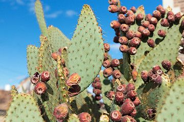 Image showing close up of cactus growing outdoors over blue sky