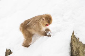 Image showing japanese macaque or monkey searching food in snow