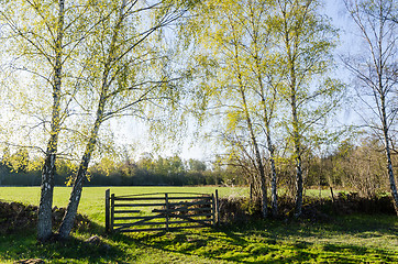 Image showing Springtime view with fresh new leaves on the birches in a green 