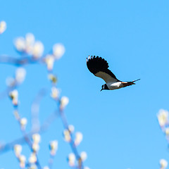 Image showing Lapwing flying at springtime against a blue sky