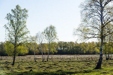 Image showing Tufted grassland with new fresh leaves on the birch trees
