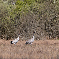 Image showing Two Common Cranes, Grus grus, in a swedish swamp