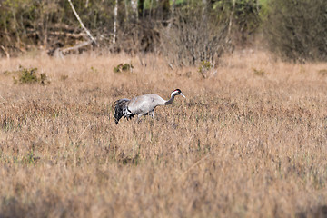 Image showing Common Crane, Grus grus, in a swedish wetland