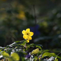 Image showing Yellow backlit windflower close up