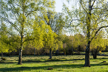 Image showing Springtime with fresh new leaves on the birch trees