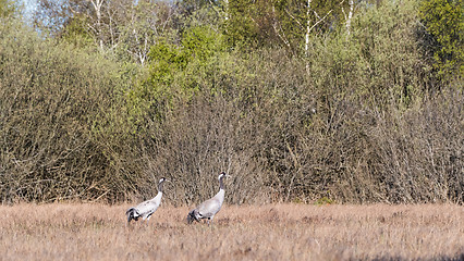 Image showing Two Common Cranes, Grus grus, in a swedish marshland