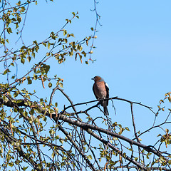 Image showing Male Chaffinch bird, Fringilla Coelebs, in natural habitat by ea