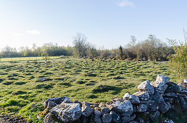 Image showing Tufted green grassland by springtime