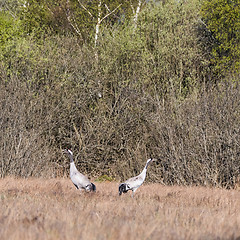 Image showing Two Common Cranes, Grus grus, whooping in a swedish wetland