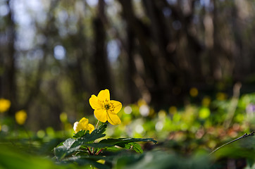 Image showing Forest floor with a glowing backlit yellow wood anemone by early