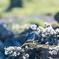 Image showing Wagtail bird among white flowers by spring season