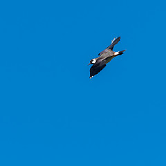 Image showing Lapwing, Vanellus vanellus, bird flying against a blue sky