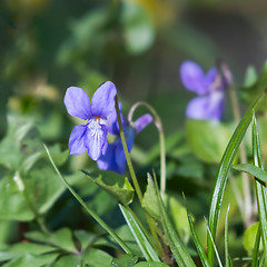 Image showing Sunlit Dog Violet among green grass closeup