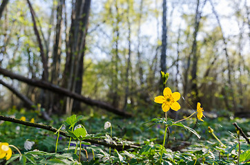 Image showing Forest floor with a glowing yellow wood anemone by early springt