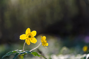 Image showing Glowing yellow wood anemone closeup