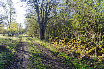 Image showing Beautiful backlit dirt road in the morning sunshine by spring se