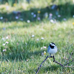 Image showing Wagtail bird sitting on the ground with a background of blurred 