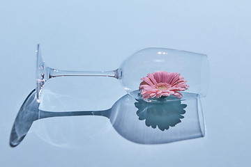 Image showing Pink flower in a glass on a blue background. Spring concept