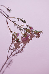 Image showing A floral background with a branch of pink flowers and green leaves on a pink background.