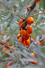 Image showing Appetizing berries of ripe sea-buckthorn on a tree in the garden. Close-up