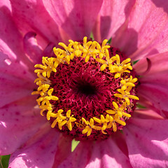 Image showing Macro photo of a blooming zinia flower. Natural floral layout. Top view